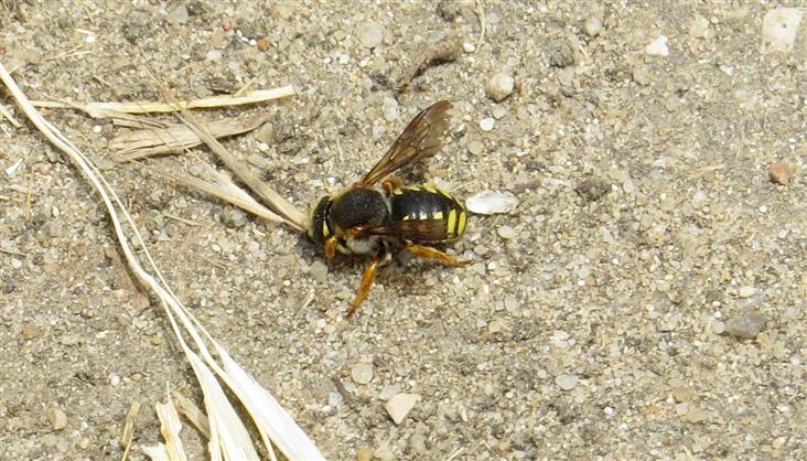 Anthidium ID